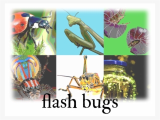 Works Flashbugs