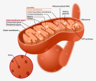1 Structure Of A Typical Mitochondrion