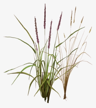 Fox Tail Png