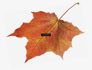 Autumn Leaves Solo Left