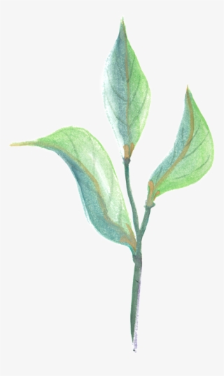 Curved Branches And Leaves Transparent Decorative