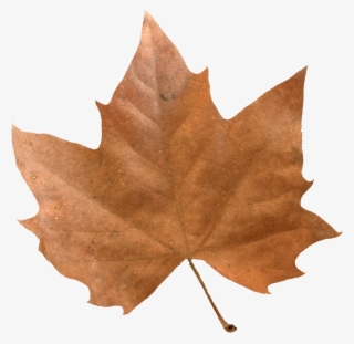 Brown Maple Leaf