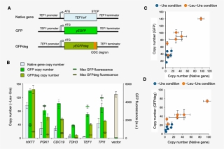 Protein Burden Causes Dosage Sensitivity A Plasm