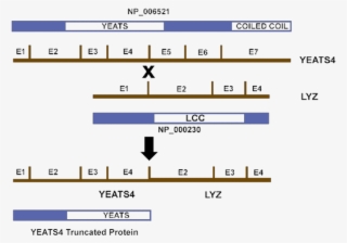 Hybrid Gene And Protein Produced By T (q15