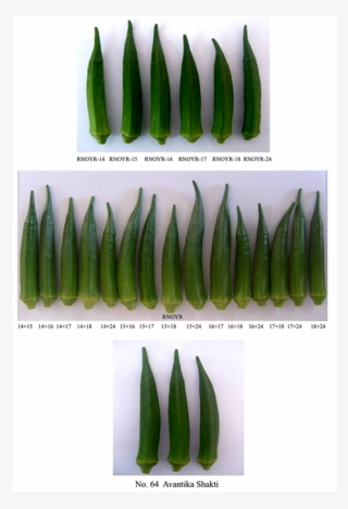 To Produce Okra
