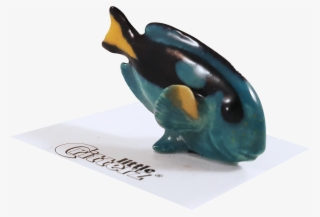 "hippo" Blue Tang Fish