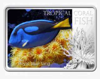Niue 2013 1$ Royal Blue Tang Tropical Fish Proof Silver