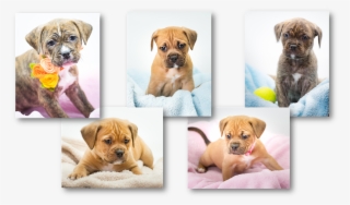 Meet The Newest Stepping Stones Pups, Rosa, Hoss, Joe,