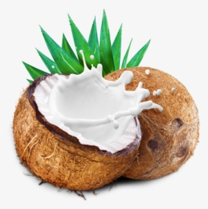 Coconut With Coconut Milk Splash - Leite De Coco Em Po Pura Vida