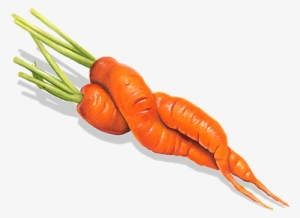 Baby Carrot