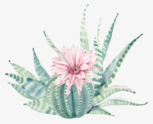Clip Art Transparent Download Plant Painting Canvas - Watercolor Succulent Flower Png