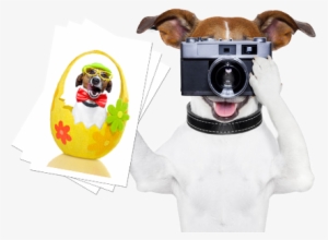 Calendar Photo Contest - Jack Russell Funny Png
