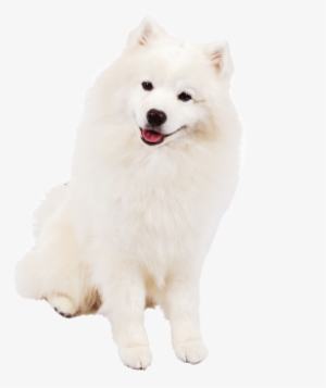 American Eskimo - American Eskimo Dog Transparent