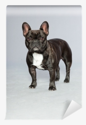 Black French Bulldog - Buldog Francuski Czarny