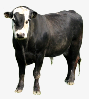 Bull Clip Art - Clip Art