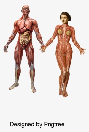 Human Muscle, Medical Action, Medical, Male Png And