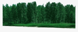 Forest Free Download Png - Psd