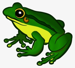 Png Free Stock Frog Clipart Png - Frog Transparent Background