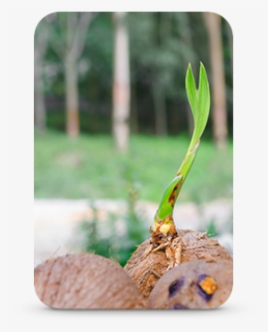 Sustainability - Coconut