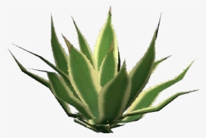 Agave Americana Marginata - Australian Aloe Vera