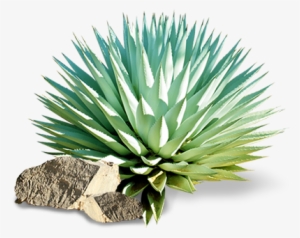 El Término Mezcal Proviene Del Náhuatl Mexcalli, Que