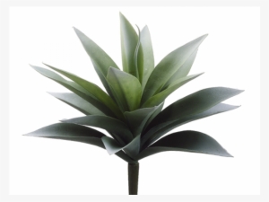 11" Agave Plant With 19 Leaves Frosted Green