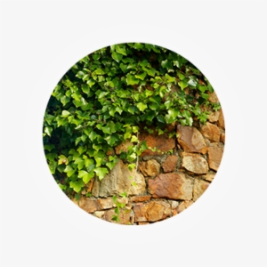 Shrubs And Climbers - Water From An Ancient Well: Celtic Spirituality