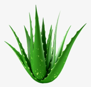 Aloe Plant Hypehair - Aloe Vera Plant