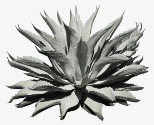 Agave Azul