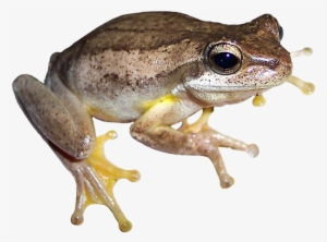 Collection Of Free Frog Drawing Background Download - Adult Frog No Background