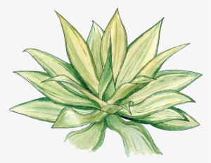 Agave - Share - Agave