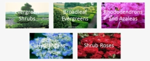 Shrubs Of Many Varieties To Fit All Your Need - Alpine Forget-me-not
