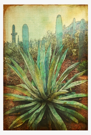 “agave I” Canvas - Agave Art