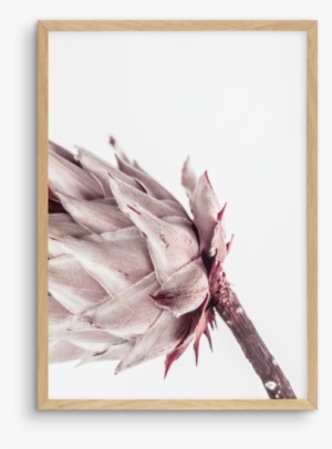 Abstract Protea No I - Poster