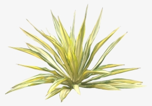 Jual Pohon Agave - Furcraea Foetida Png