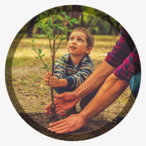 Emerald Tree & Shrub Care Company's