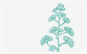 Agave Fondo Agave Pills - Illustration