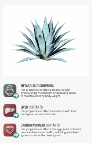 Cardiovascular Irritants - Single Blue Agave Plant