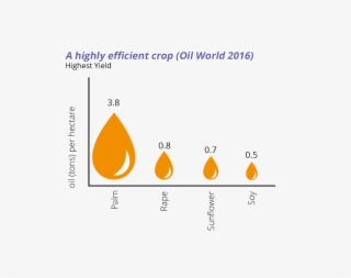 Palm Oil Production