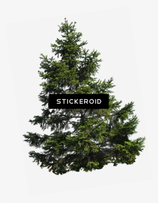 Pine Tree
