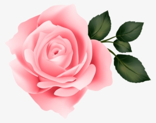 Free Png Pink Rose Png Images Transparent