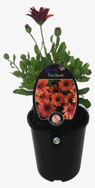 5l Cape Daisy Fire Burst