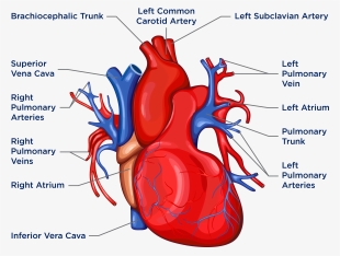 Anatomy Of The Heart And Lungs