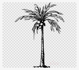 Coconut Tree Drawing Clipart Palm Trees Coconut Drawing