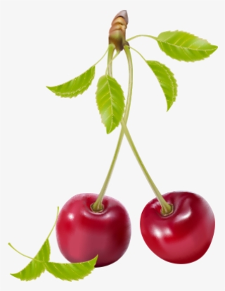 Realistic Cherry Vector And Transparent Png The Facebook
