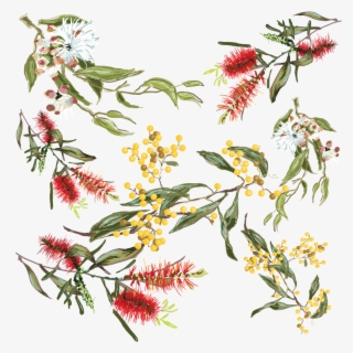 Australian Flowers