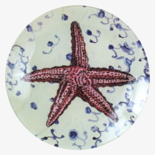 #6 Starfish John Derian Company Inc