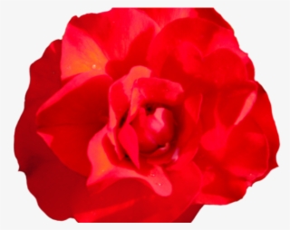 Red Rose Clipart Head