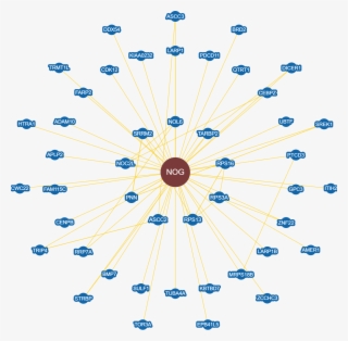 Noggin Is Suspected Of Inhibiting Bmps And Being A