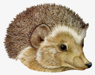 Hedgehog Png